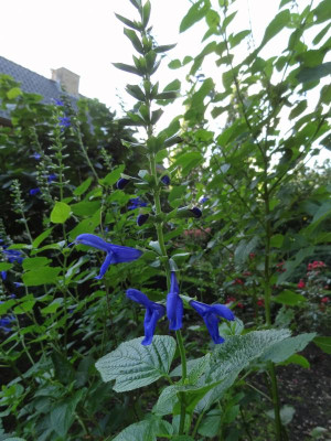 Salvia guaranitica Blue Enigma 2015.JPG