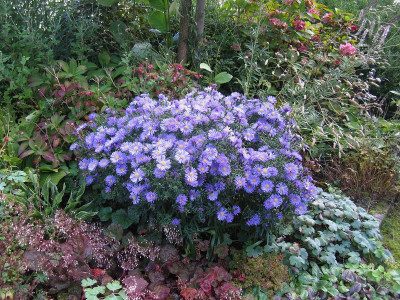 Aster Blaue Lagune (Kopie).jpg