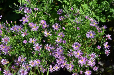 Aster-Sämling-Troll.15-1.jpg