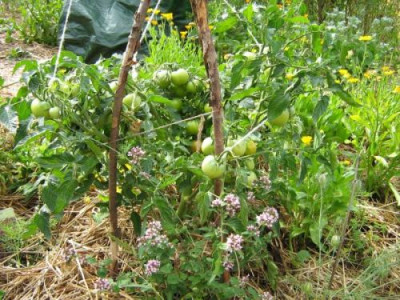 Garten_sub_arctic_plenty_a_5.8.2006_023.jpg