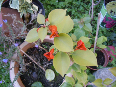 Bougainvillea.JPG