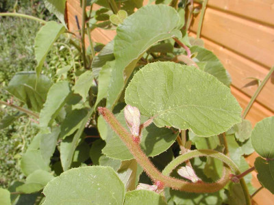 P8060011kl.jpg