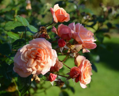 Rose-ScentedWhisper.15-6.jpg