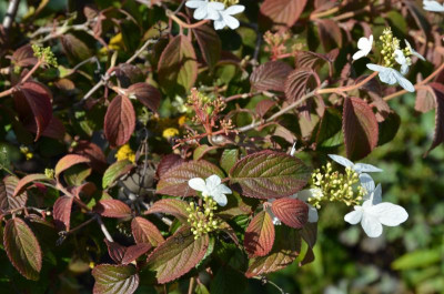 Viburnum Summer Snowflake.15-5.jpg