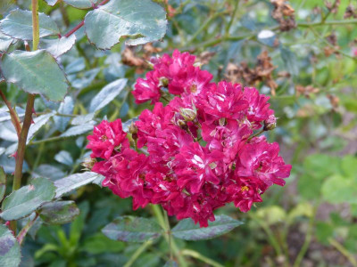 2015-09-27 Rosenpark Reinhausen 'Grimms Märchen'.jpg
