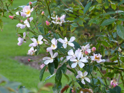 2015-09-27 Rosenpark Reinhausen 'Kathleen'.jpg