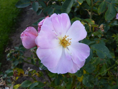 2015-09-27 Rosenpark Reinhausen 'Lilac Blush'.jpg