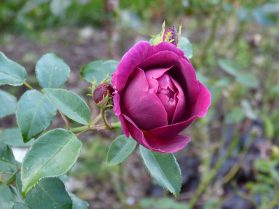 2015-09-27 Rosenpark Reinhausen 'Sönneringer'.jpg