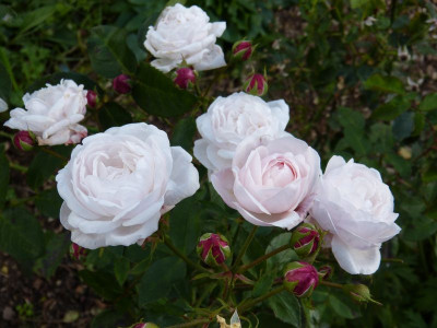 2015-09-27 Rosenpark Reinhausen 'Souchet'.jpg
