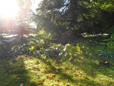 Hosta.JPG
