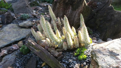 Orostachys iwarenge 2015.png