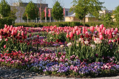 Tulpe-Menton_BUGA-M_min.jpg