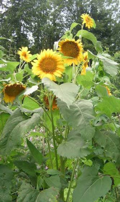 Sonnenblumen_gefuellt_v._charlotte.jpg