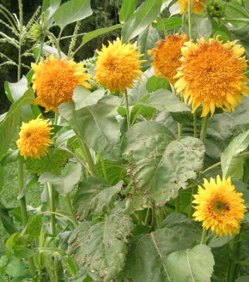 Sonnenblumen_halbhoch_gef..jpg