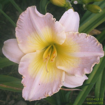 GT05-KL13.12__Azure_Violets_x_Lingering_Splendour_X_Ed_Brown0021.jpg