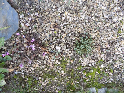 DSCN0712.JPG
