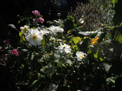 DSCN8301_938.JPG