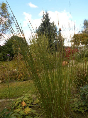Andropogon1.JPG