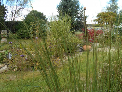 Andropogon2.JPG