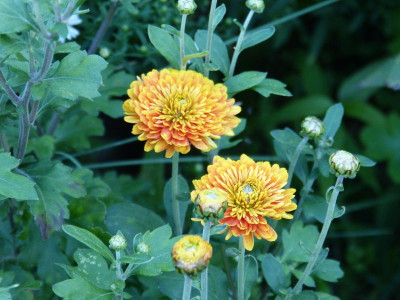 2015-09-28 Chrysanthemum 'Bronzeriese'.jpg