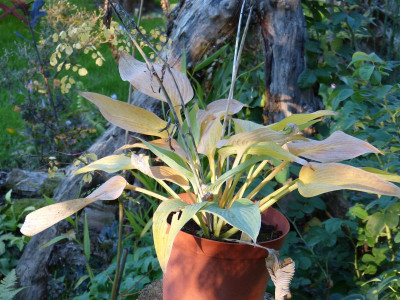 2015-09-28 Hosta 'Awakening Angel'.jpg