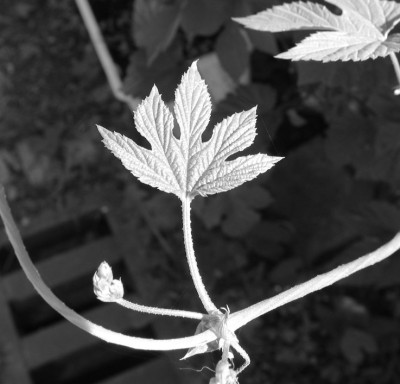 BLATT_SW_III_MO_0708_I.jpg