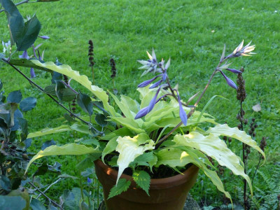 2015-09-28 Hosta 'Frisian Pride'.jpg