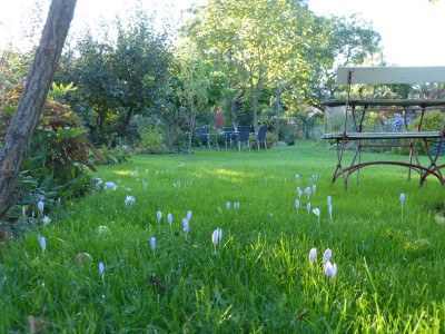 2015-09-28 Crocus speciosus.jpg