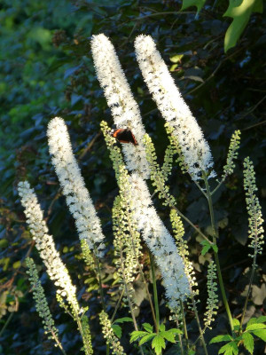2015-09-28 Gartenimpressionen 1.jpg