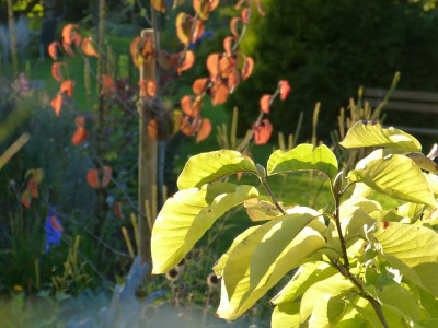 2015-09-28 Gartenimpressionen 2.jpg
