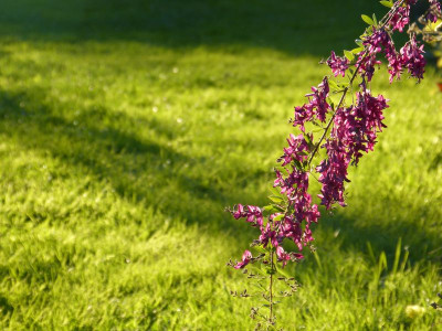 2015-09-28 Gartenimpressionen 3.jpg
