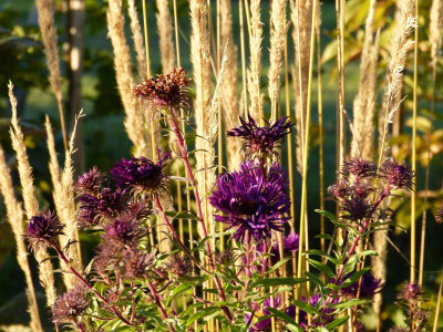 2015-09-28 Gartenimpressionen 4.jpg