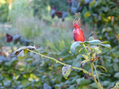 2015-09-28 Gartenimpressionen 5.jpg