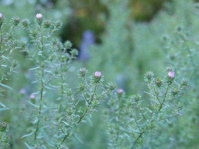 2015-09-28 Aster  novi-belgii 'Herbstmorgen'.jpg