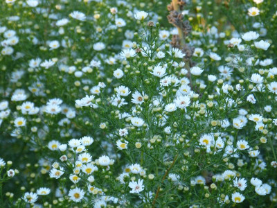 2015-09-28 Aster ericoides 'Hug'.jpg
