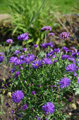 Aster_novi-belgii-Dauerblau.jpg