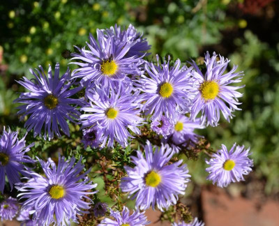 Aster-Sämling-LilaPuschel.15-1.jpg