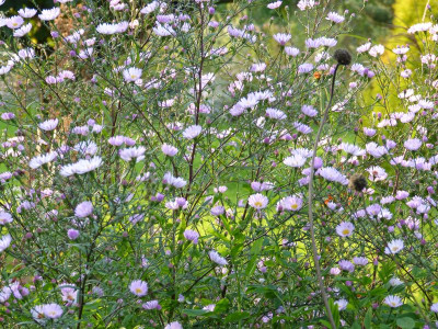 2014-09-18 Aster Vasterival.jpg