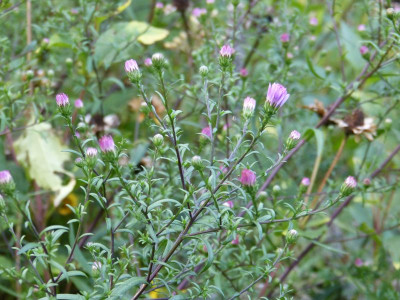 2015-09-29 Aster  novi-belgii 'Vasterival'.jpg