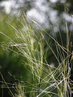 stipa_irgendwassii.jpg