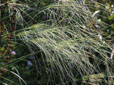 stipa_nah.jpg