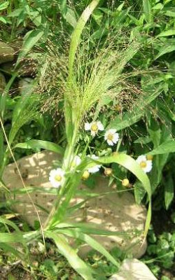 Gras_v._Galina__.....jpg