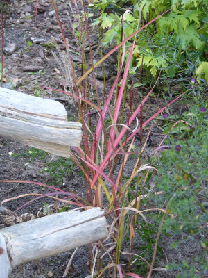 2015-09-29 Miscanthus 'Samurai'.jpg