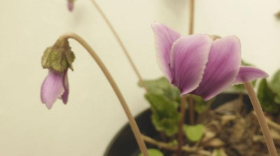 Axels-cyclamen.jpg