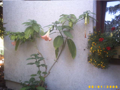 2006_0802Bild0003.JPG