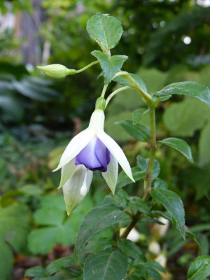 2015-09-29 Fuchsia 'Azure Sky'.jpg