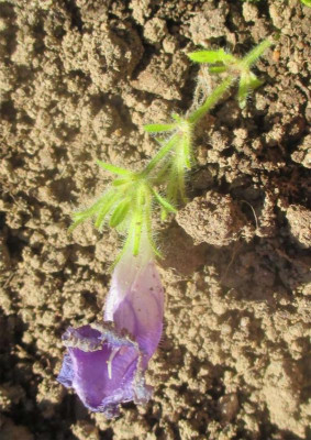 unbekannt-blüte-300915.jpg