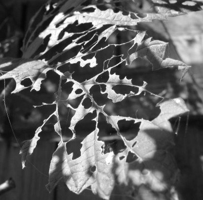 BLATT_SW_MO_0708_IV.jpg