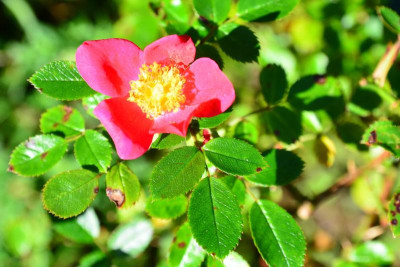 DSC_0811.JPG