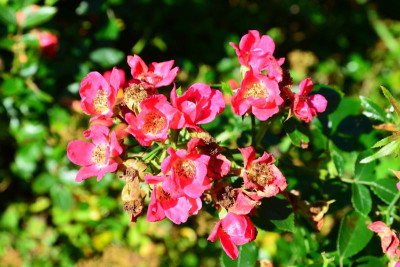 DSC_0812.JPG
